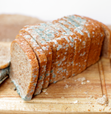 bac_mold_Bread